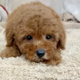 トイプードル(トイ)【石川県・男の子・2025年8月10日・レッド】の写真11