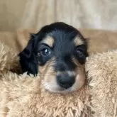 ミニチュアダックスフンド(ロング)【石川県・男の子・2025年3月24日・ブラックイエロー】の写真10