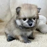 ポメラニアン【石川県・男の子・2025年9月10日・オレンジ】の写真9