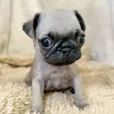 パグ【石川県・男の子・2025年6月6日・フォーン】の写真5