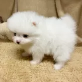 ポメラニアン【石川県・男の子・2025年10月17日・ホワイト】の写真7