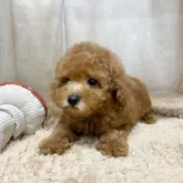 トイプードル(トイ)【石川県・男の子・2025年8月10日・レッド】の写真7