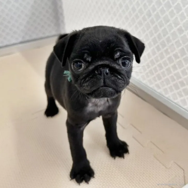 ID:2305-01191の子犬