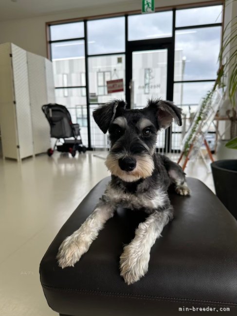 ミニチュアシュナウザー【・男の子・2024年5月20日・ソルト&amp;ペッパー】