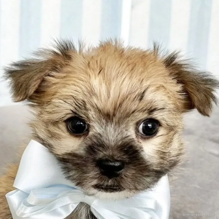 ID:2301-03469の子犬