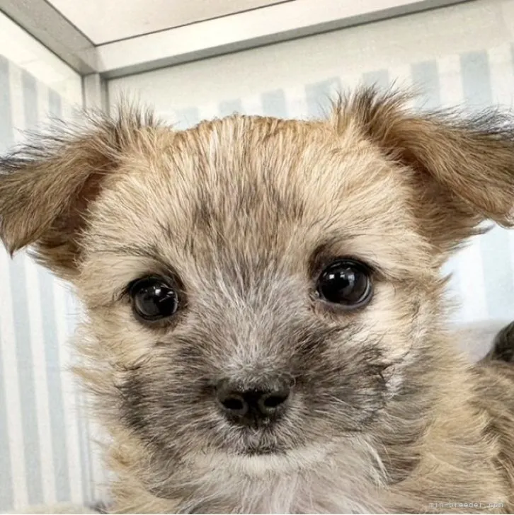 ID:2301-03479の子犬