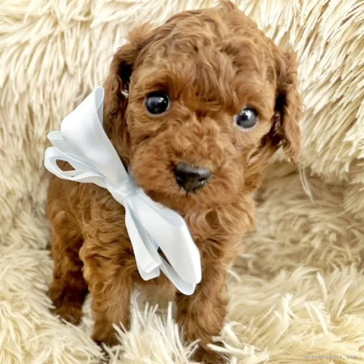 ID:2301-04517の子犬