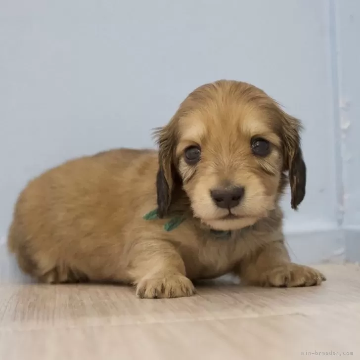 ID:2405-02632の子犬