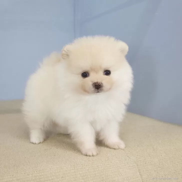 ID:2408-03326の子犬