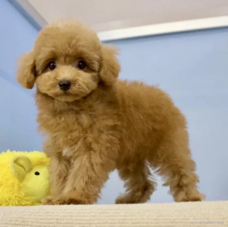 かつこ 様のお迎えした子犬