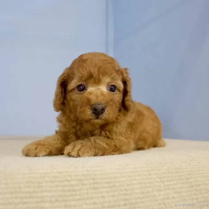 ID:2409-02534の子犬