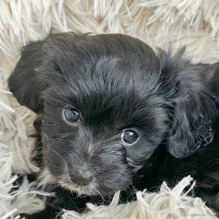 ID:2212-04528の子犬