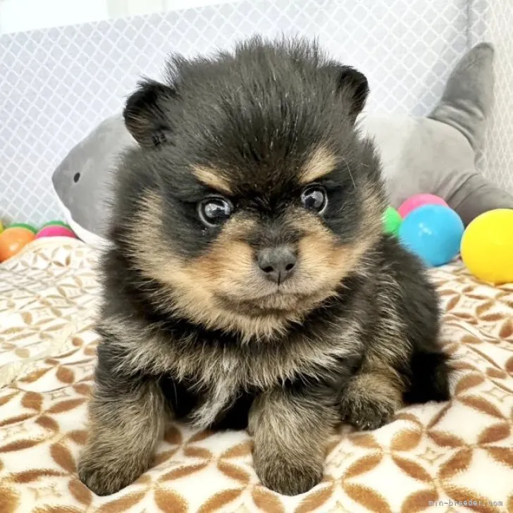 よーすけ 様のお迎えした子犬