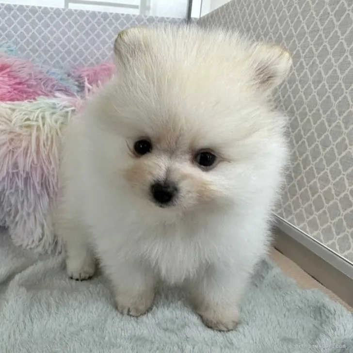 ID：2303-03397の子犬