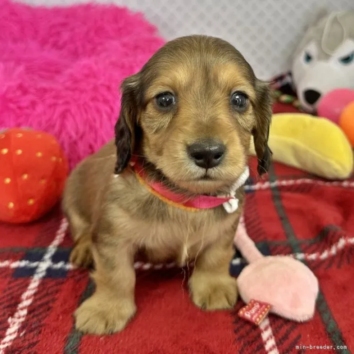 ID:2303-01212の子犬