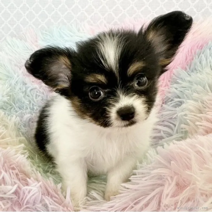 ID:2301-02475の子犬