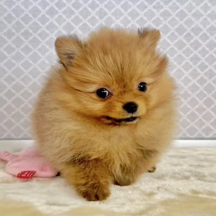 ID:2212-04395の子犬