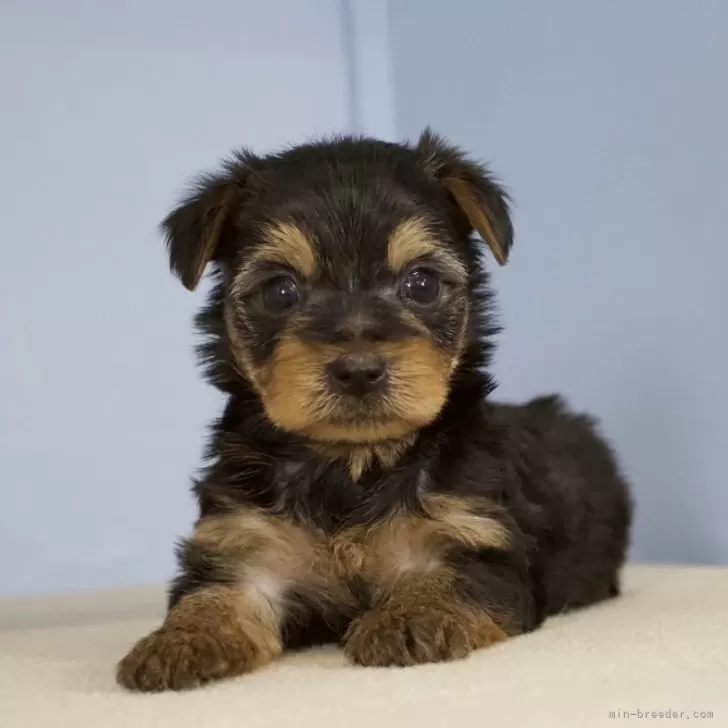 ID:2406-05444の子犬