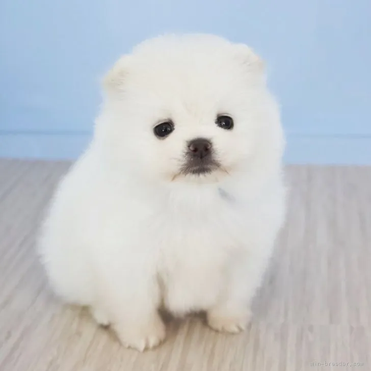 ID：2309-00600の子犬