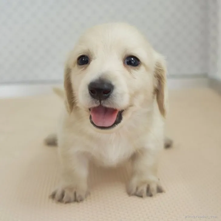 ID:2306-00516の子犬