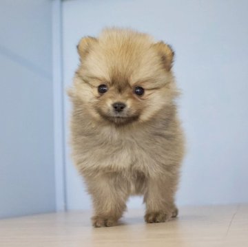 ポメラニアン【石川県・女の子・2023年12月4日・オレンジ】の写真「もふもふポメラニアン」