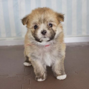 ミックス(マルチーズ×ポメラニアン)【石川県・女の子・2023年5月25日・オレンジ】の写真「つぶらな瞳のトイプードル」