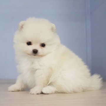 ポメラニアン【石川県・男の子・2024年4月10日・クリーム】の写真「キュンキュンするかわいさ」