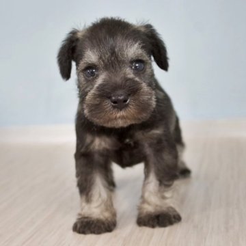 ミニチュアシュナウザー【石川県・男の子・2023年6月26日・ソルト&ペッパー】の写真「イケメンシュナ」