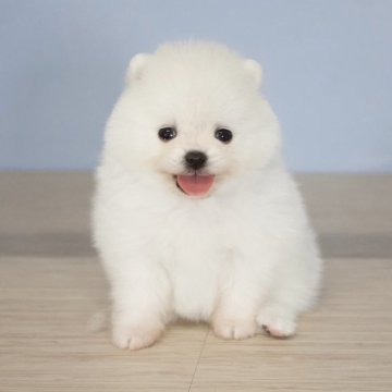 ポメラニアン【石川県・女の子・2024年3月9日・ホワイト】の写真「ホワイトカラーです。パパママともに小粒ちゃん！」