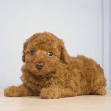 トイプードル(トイ)【石川県・女の子・2024年4月17日・レッド】の写真「きれいなレッドちゃん。とてもかわいいです。」