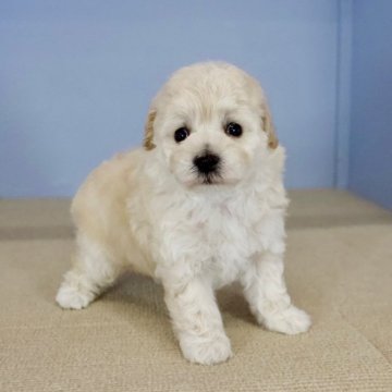 トイプードル(トイ)【石川県・男の子・2024年7月25日・クリーム】の写真「モコモコのかわいいこです。羊さんのよう。」