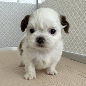 シーズー【石川県・女の子・2023年4月14日・ホワイト&ブラウン】の写真「元気いっぱいのシーズー」