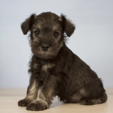 ミニチュアシュナウザー【石川県・男の子・2024年4月3日・ソルト&ペッパー】の写真「すくすくと成長しています！」