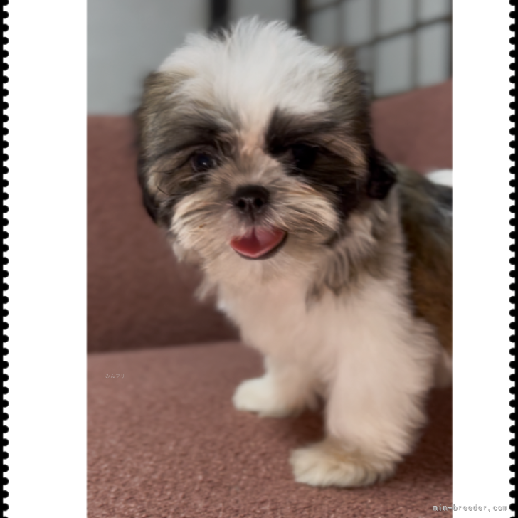 ブリーダー画像