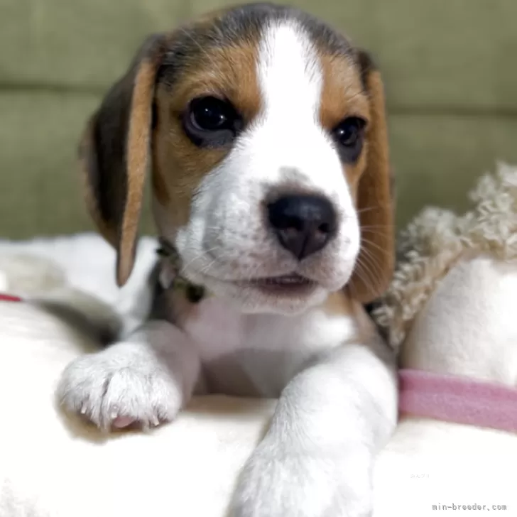 K.M 様のお迎えした子犬