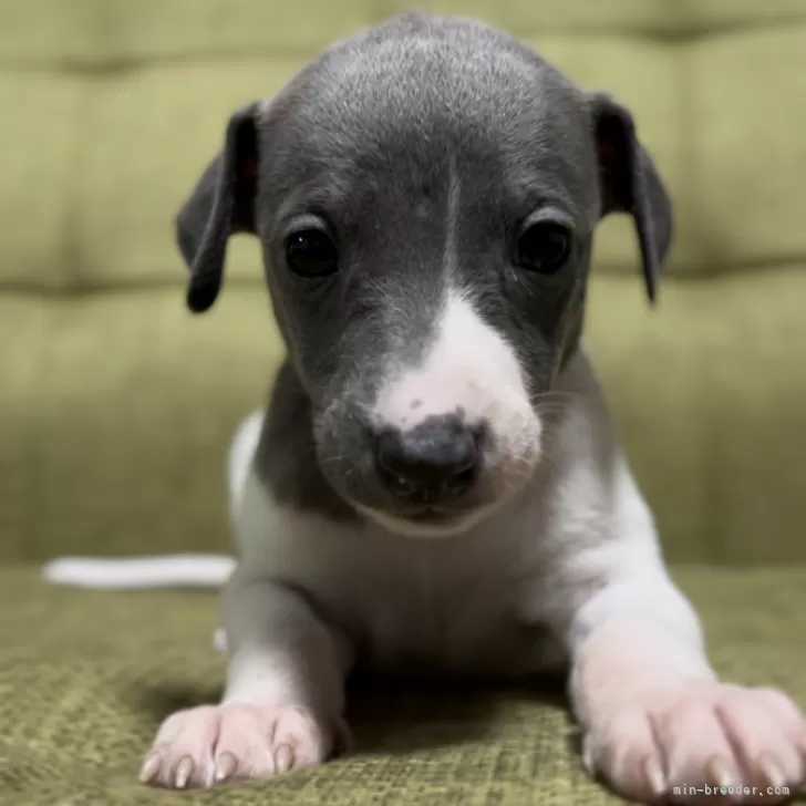 ID：2412-01395の子犬