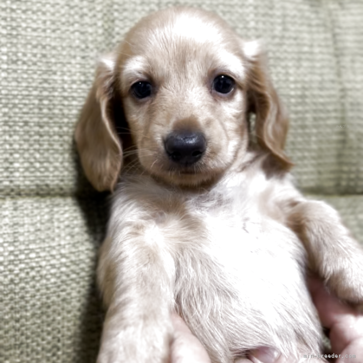 ブリーダー画像