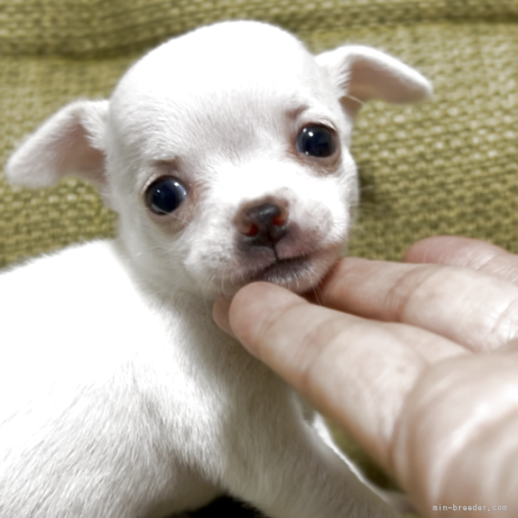 ブリーダー画像