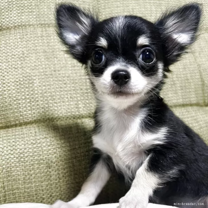 チワワ(ロング)【静岡県・男の子・2025年6月21日・ブラック&タン】の写真1