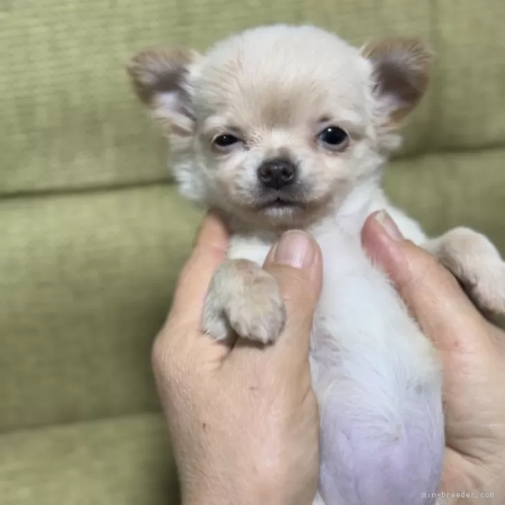 裾野市ばぁば 様のお迎えした子犬