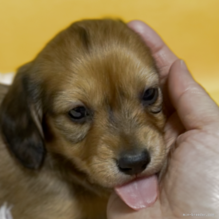 ブリーダー画像