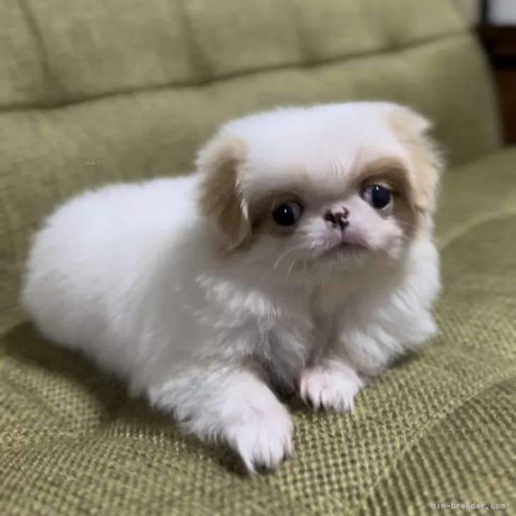 ID:2411-02718の子犬