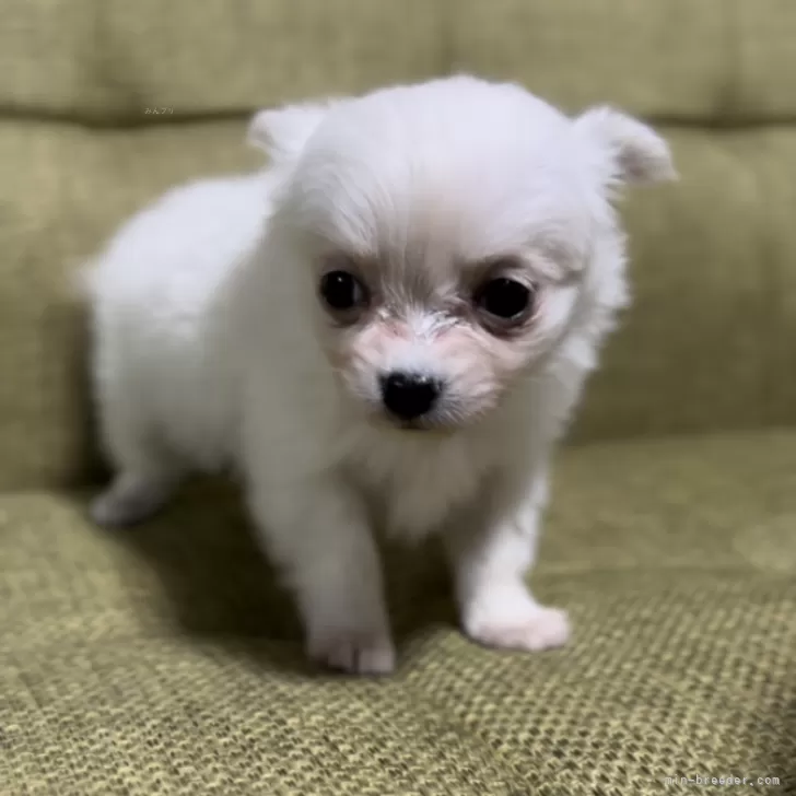 ID:2412-03919の子犬