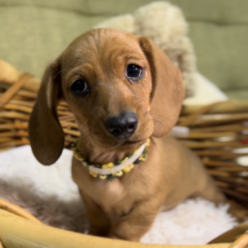 ミニチュアダックスフンド(スムース)【静岡県・男の子・2025年10月7日・レッド】の写真「4人兄妹です 小さめで可愛いです」