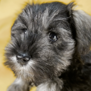 ミニチュアシュナウザー【静岡県・女の子・2024年9月7日・ソルト&ペッパー】の写真「お父さんとお母さんが　特別可愛いです」