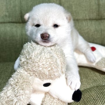 柴犬(標準サイズ)【静岡県・女の子・2025年10月9日・白】の写真「2人兄妹です　のんびりさんでとっても可愛いです」