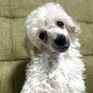 トイプードル(トイ)【静岡県・男の子・2025年7月7日・ホワイト】の写真「とても活発です　3人兄弟です」