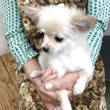 チワワ(ロング)【静岡県・女の子・2025年8月16日・クリーム】の写真「かわいい」