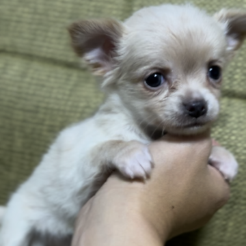 チワワ(ロング)【静岡県・女の子・2024年10月25日・クリーム】の写真「穏やかでゆっくりさんです」