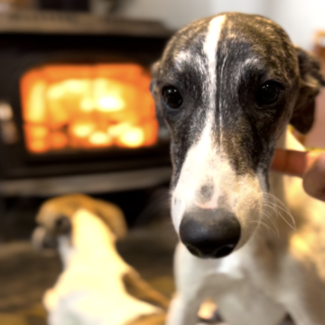 ウィペット【静岡県・男の子・2024年7月6日・ブリンド&ホワイト】の写真「活発で甘えん坊です」